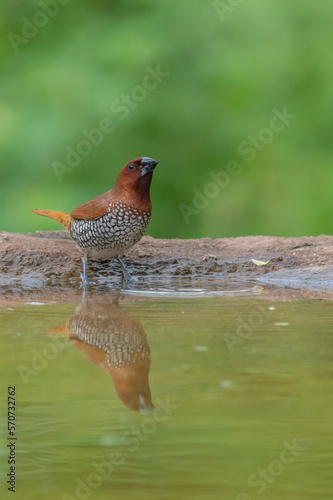 robin in the water