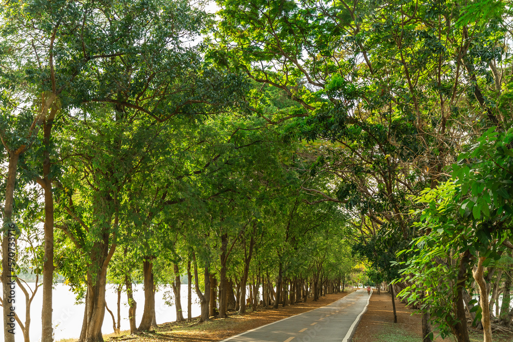 pathway and beautiful trees track for running or walking and cycling relax in the park pathway and beautiful trees track for running or walking and cycling relax in the park