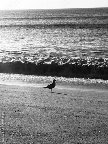 a birds day