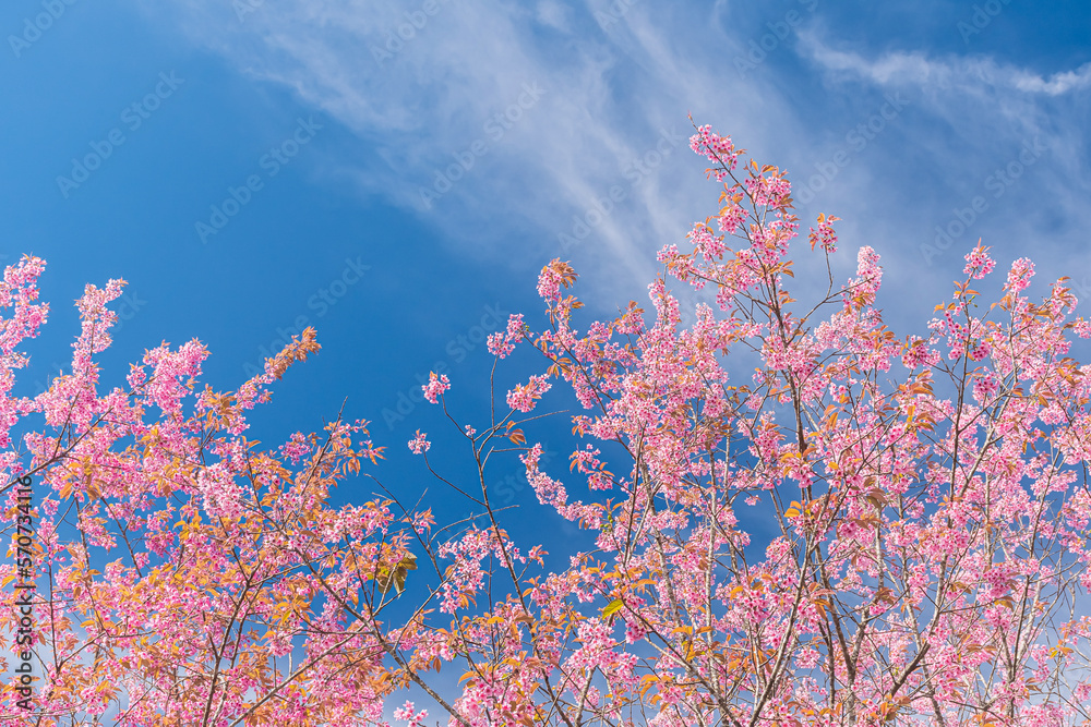 Fototapeta premium landscape of Beautiful Wild Himalayan Cherry Blooming pink Prunus cerasoides flowers at Phu Lom Lo Loei and Phitsanulok of Thailand