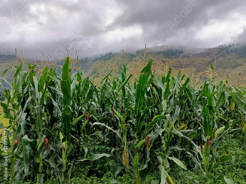 Storm clouds over a sweetcorn maize with field  mountain landscape