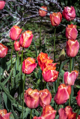 Beautiful Tulipa stunning apricot on a spring sunny day
