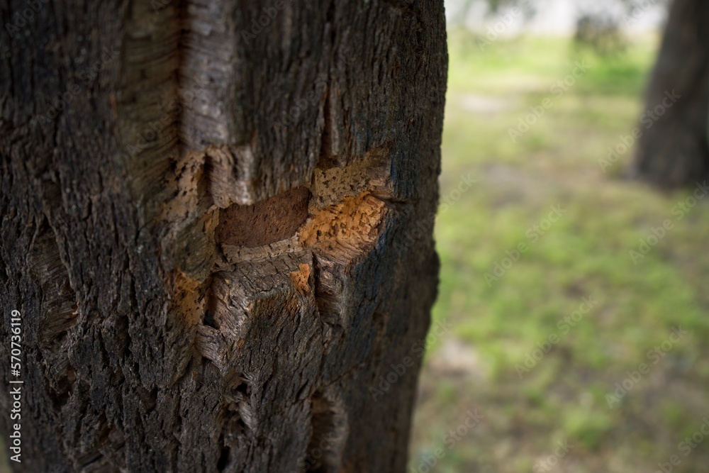 Cork oak bark (cork tree, sobreiro) in Portugal Cork oak bark (cork tree, sobreiro) in Portugal