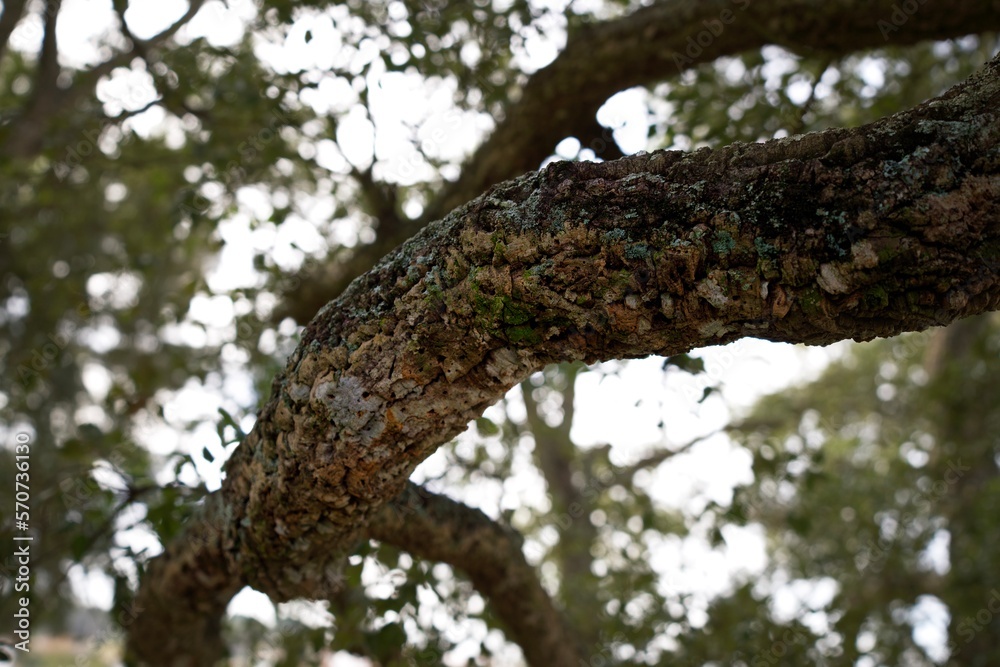 Cork oak bark (cork tree, sobreiro) in Portugal Cork oak bark (cork tree, sobreiro) in Portugal