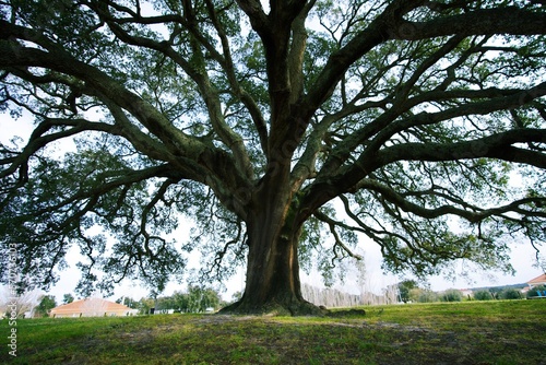 Cork oak (cork tree, sobreiro) in Portugal