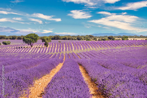 View of the lavender fields of Brihuega, Guadalajara (Spain).