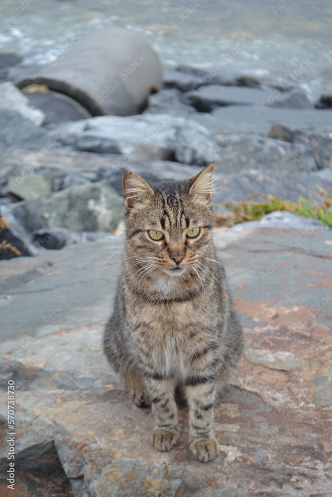Fototapeta premium a stray cat