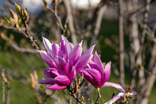 Magnolia liliiflora Nigra pink flower in the garden design. photo