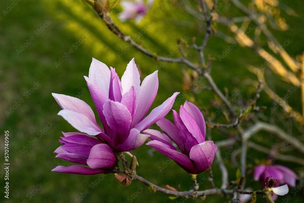 Fototapeta premium Magnolia liliiflora Nigra pink flower in the garden design.