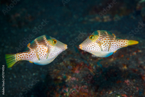 Valentines Puffer, also known as Valentines Sharp Nosed Puffer and Black-Saddled Toby, Canthigaster valentini. Two males fighting during a territory dispute. Tulamben, Bali, Indonesia. 