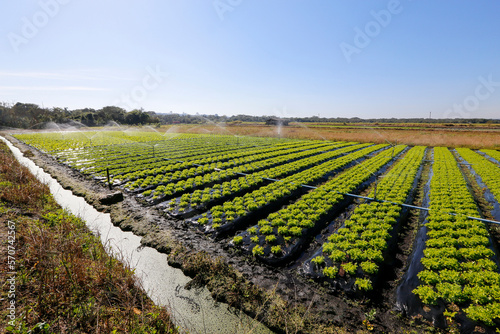 Overview of the lettuce plantation around the city of Sao Paulo, Brazil. Known as the greenbelt