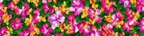 Colorful tropical flowers - bright and vibrant exotic floral panoramic image