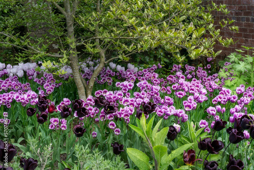 Beautiful Tulipa Continental and Tulipa Purple Elegance in springtime