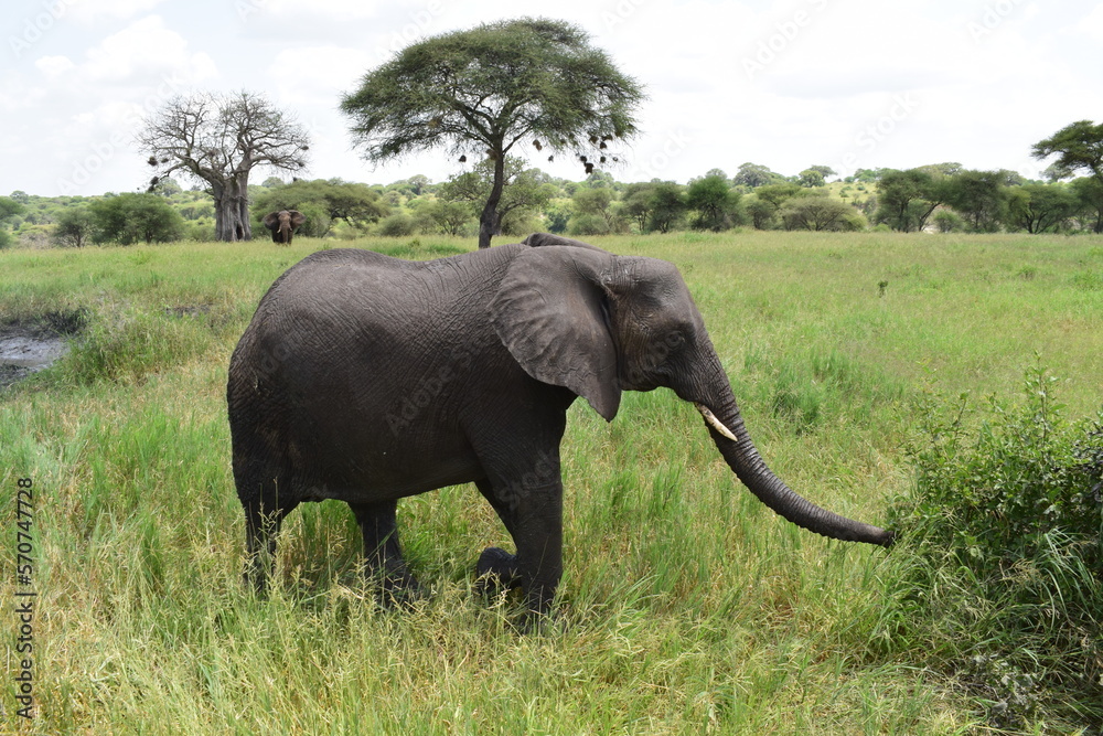 African elephant swinging his trunk in the Tanzanian jungle African elephant swinging his trunk in the Tanzanian jungle