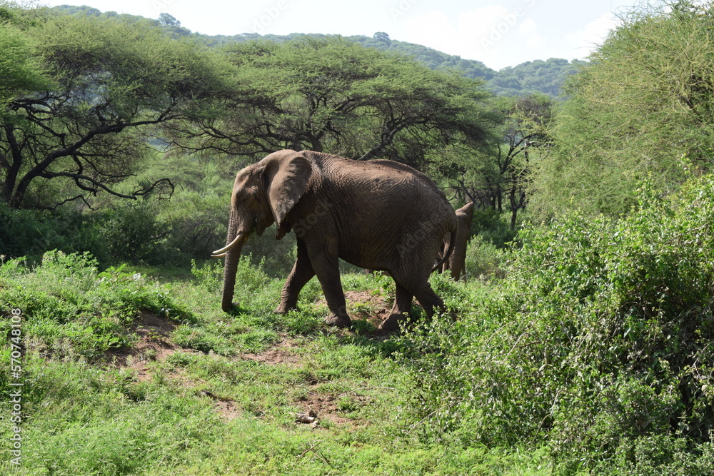 Fototapeta premium African elephant walking in the Tanzanian jungle