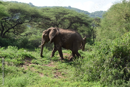 African elephant walking in the Tanzanian jungle