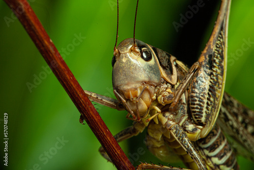 Fotografía large locust on a branch