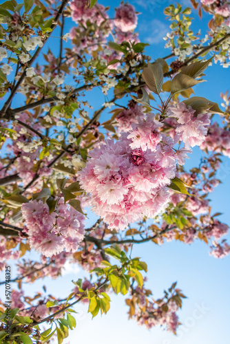 Tree Blossom in Spring 2