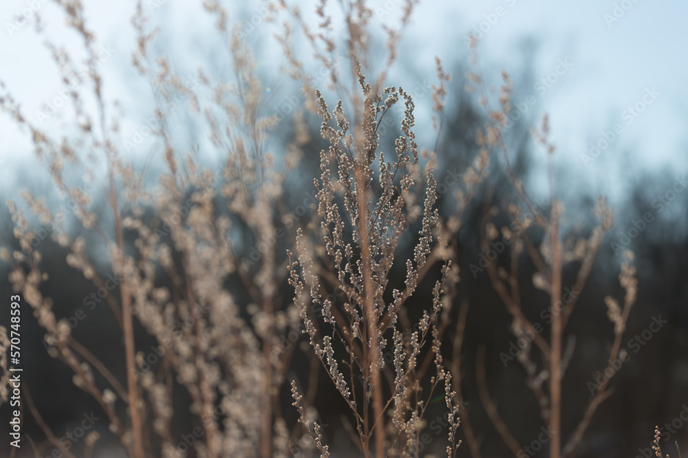 Obraz premium dried grass or wild flora by the river in winter time