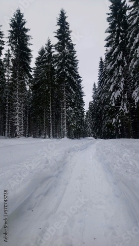 winter forest in bohemina forest Sumava national park large amunt of snow photo