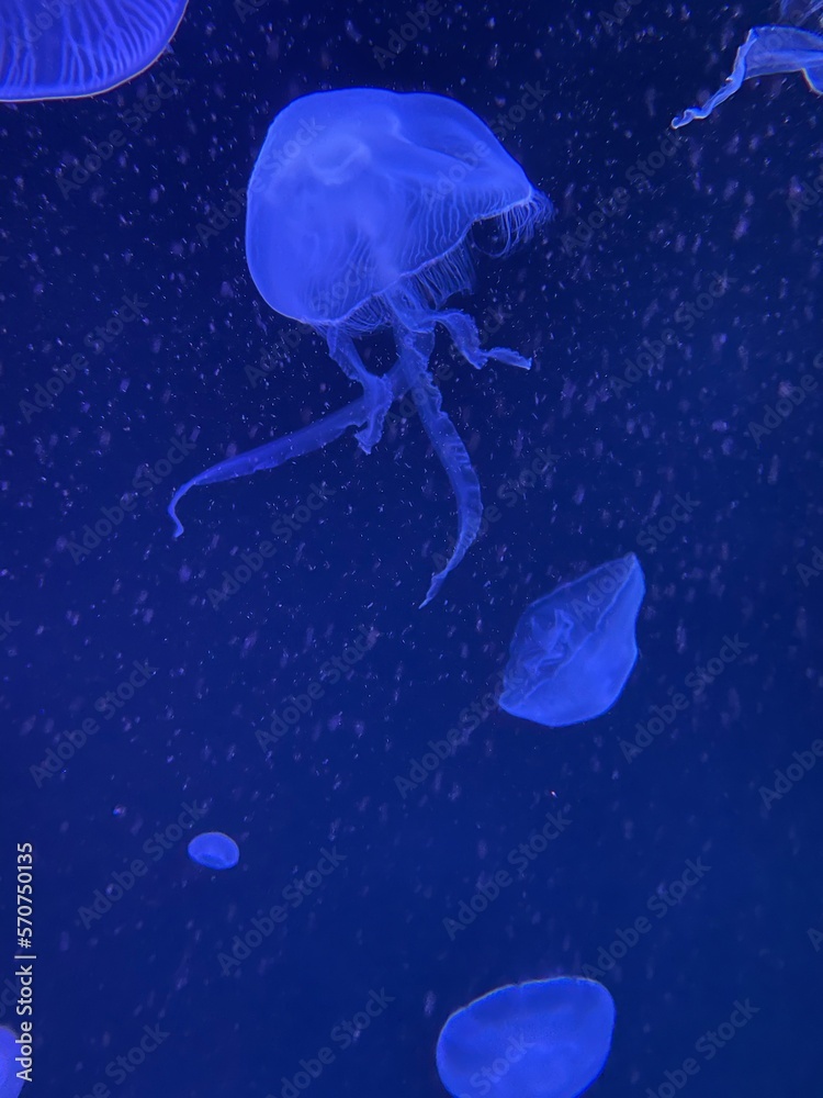 Aquarium life 