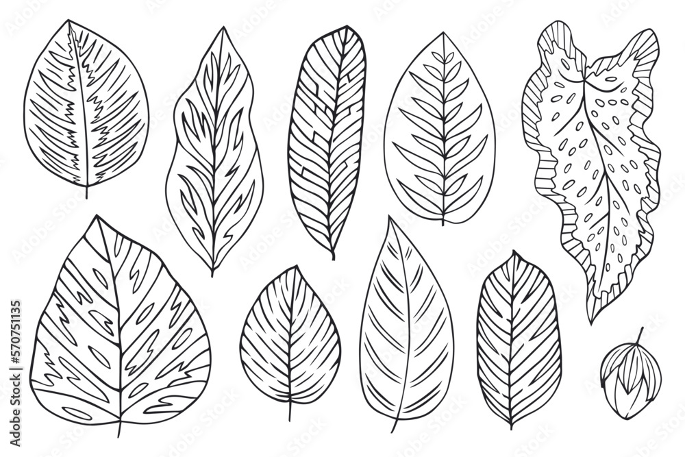 Set collection plants leave hand draw vector. Drawing beautiful leaves, a decorative tropical set