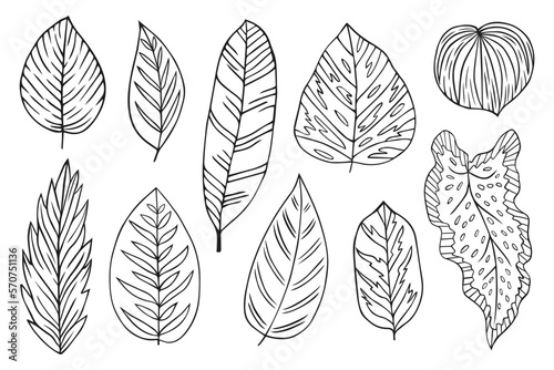 Set collection plants leave hand draw vector. Drawing beautiful leaves, a decorative tropical set