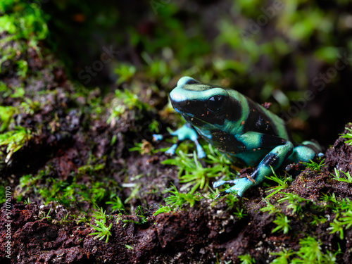 Poison Dart Frog with bright vivid colors at night in tropical rainforest of Costa Rica  