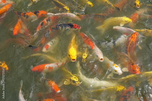 Japan koi fish or Fancy Carp swimming in a black pond fish pond. Popular pets for relaxation and feng shui meaning. Popular pets among people.