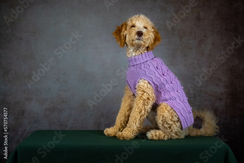 A beautiful Goldendoodle seems to grin from the camers. Good for a meme. photo