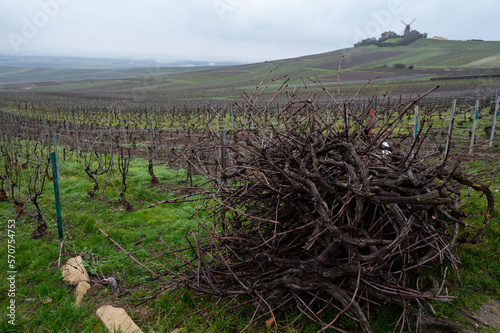 Winter works on Champagne gran cru vineyards near Verzenay village at winter, pruning vine branches, Champagne, France