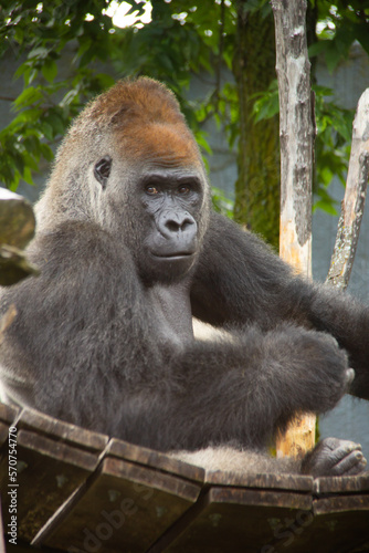 Portrait of the gorilla in a zoo