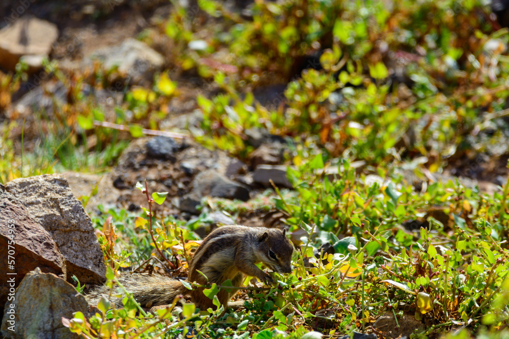 Chipmunk or barbary ground squirrel animal sits on dark lava stones on Fuerteventura, Canary Islands, Spain