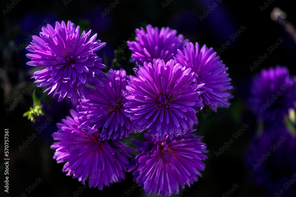 Obraz premium Purple flowers. Low Key. Selective focus. China Aster. Callistephus chinensis