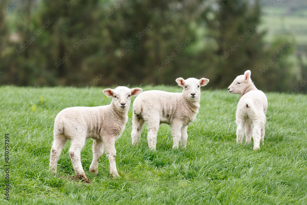 Lambs in a green field in Snowdonia, Wales, UK Lambs in a green field in Snowdonia, Wales, UK