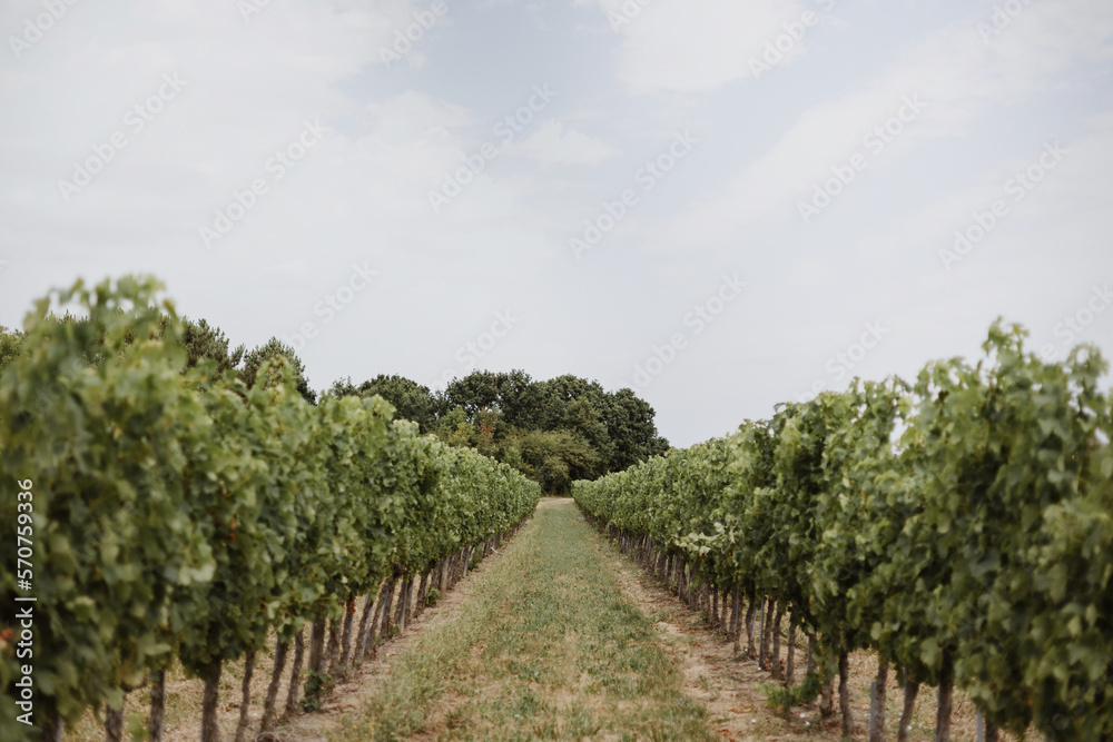 Rang de vignes bordelaises au format paysage avec ciel nuageux Rang de vignes bordelaises au format paysage avec ciel nuageux