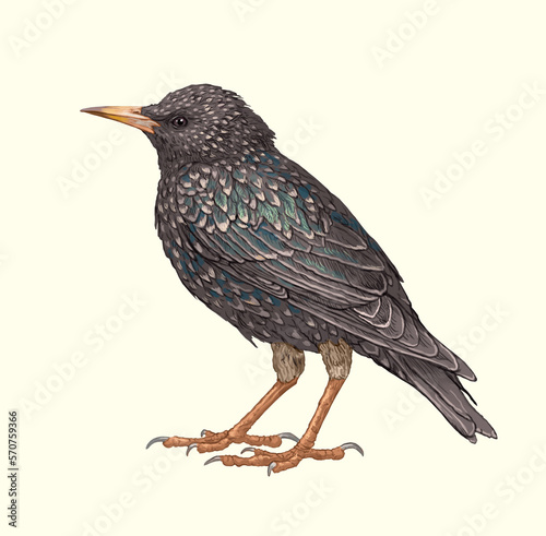 Bilde på lerret Singing starling little bird the art of nature