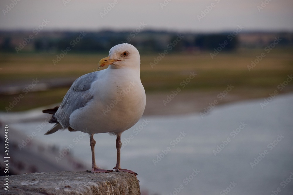 Fototapeta premium モン・サン・ミシェルのカモメ