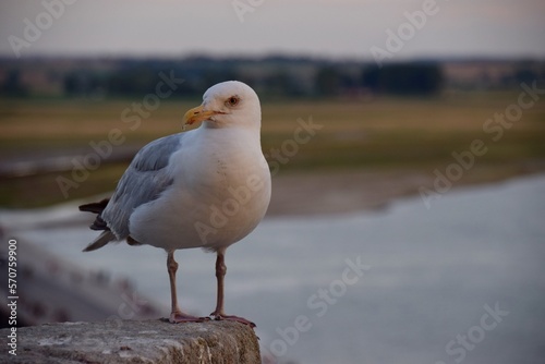 モン・サン・ミシェルのカモメ