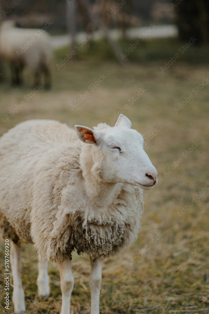 Mouton blanc apaisé qui ferme les yeux avec sa laine lainage d'hiver avec une lumière du soir Mouton blanc apaisé qui ferme les yeux avec sa laine lainage d'hiver avec une lumière du soir
