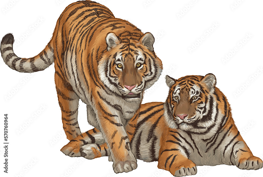 Obraz premium Tiger wild striped animal of Asia