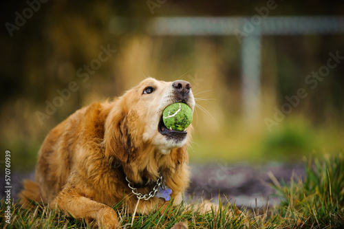 Golden Retriever dog lying down holding ball in mouth