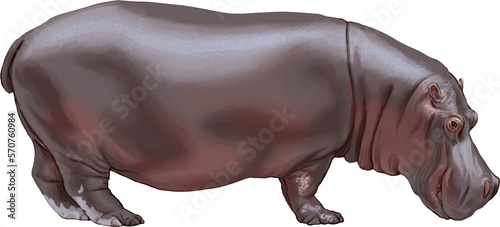 The hippopotamus is one of the largest land animals