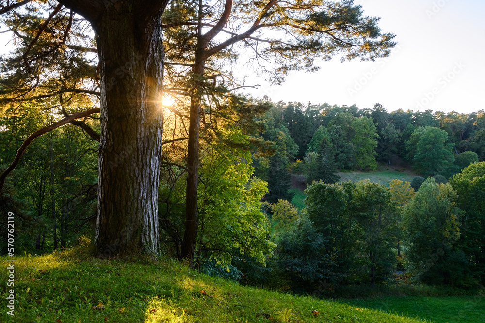 In the landscape, an old branched pine tree rises on a green hill above an autumn forest. The sunbeams of the low evening sun break through the branches of a mighty tree. Early autumn. Backlight