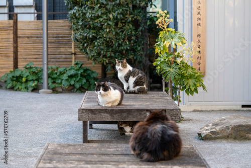 Cats in public space which are kept by people in a small shopping mall where is closed to Shinagawa station, Tokyo JAPAN