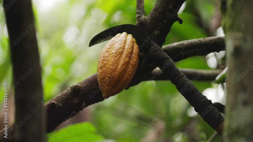 Slow motion close up of cacao pod cut from tree using long stick Slow motion close up of cacao pod cut from tree using long stick