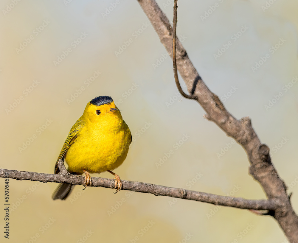 Fototapeta premium A Wilson's Warbler perches in the evening sunlight.