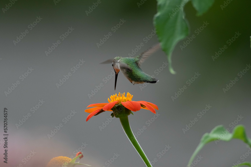 Obraz premium hummingbird in flight