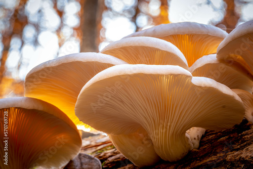 Closeup of the underside of a cluster of Oyster Mushrooms, which are deliciously edible, as well as medicinal.