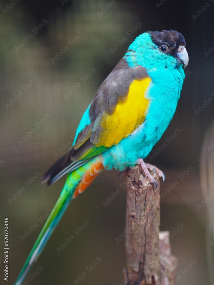 A closeup portrait of an engaging handsome male Hooded Parrot with bright vibrant plumage.